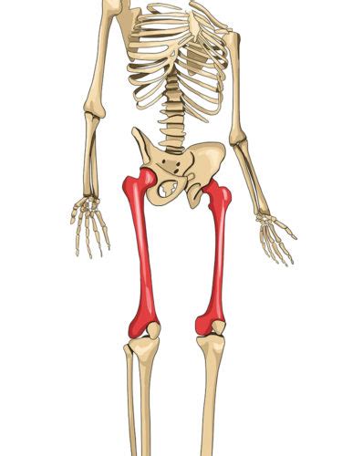 maior osso do corpo humano-4